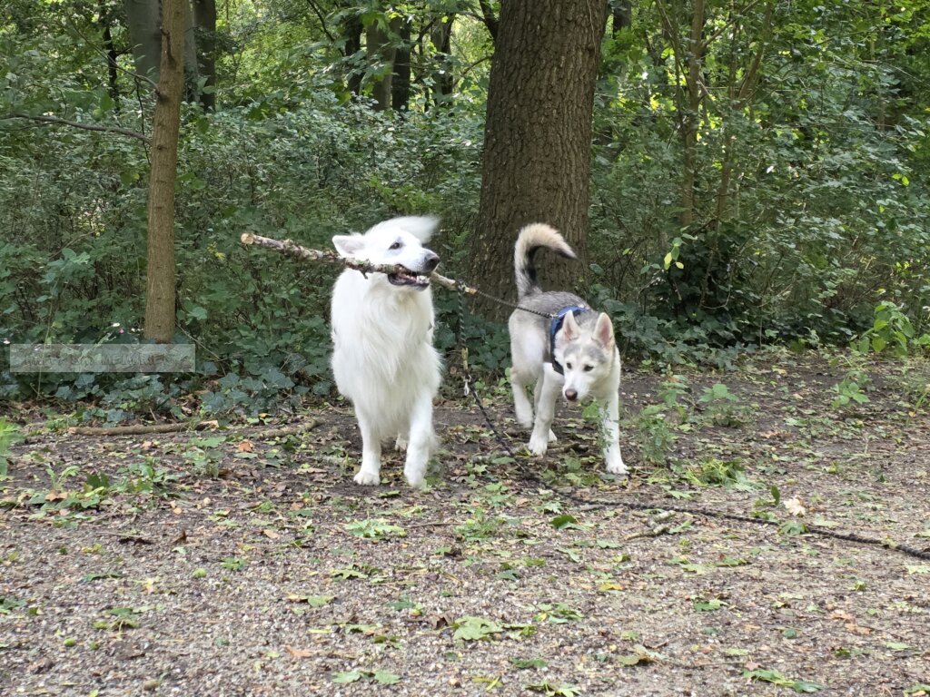 3 honden met een stok