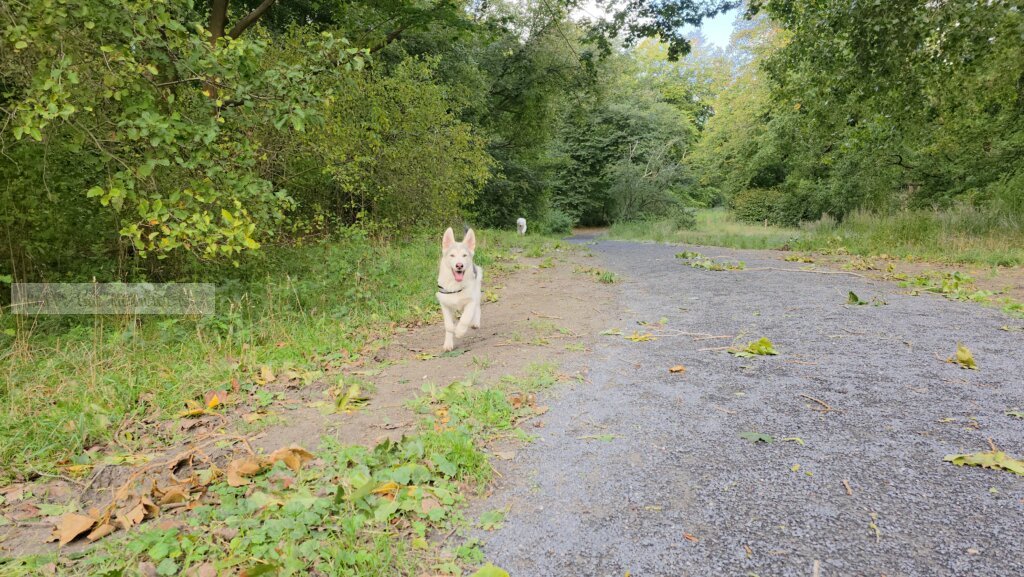 rennende kleine pup hond in het bos