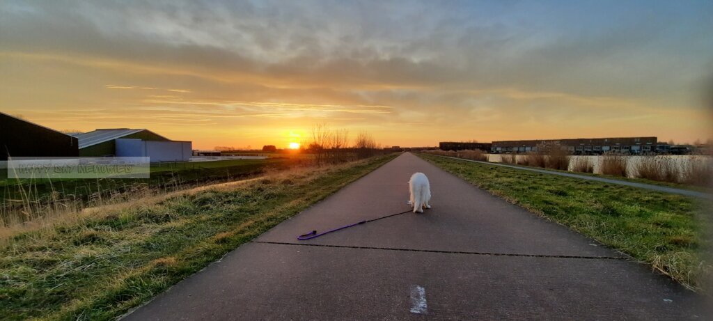 Ochtendwandeling zonsopkomst met Zwitserse herder