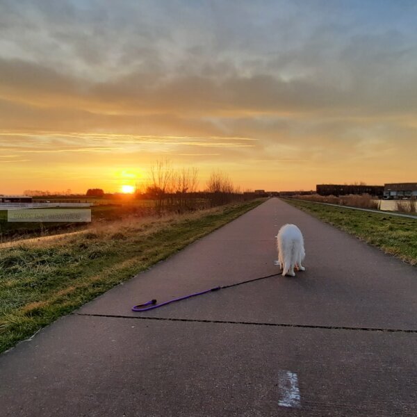 Ochtendwandeling zonsopkomst met Zwitserse herder