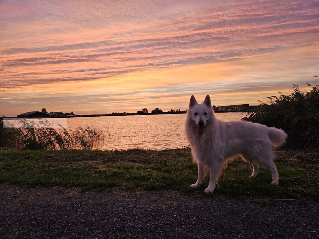 Zonsopkomst dagelijkse routine met Zwitserse herder kleur