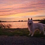Zonsopkomst met Zwitserse herder kleur