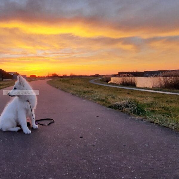 Zonsopkomst met Zwitserse herder pup