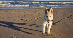 Shepsky pup rennend op strand