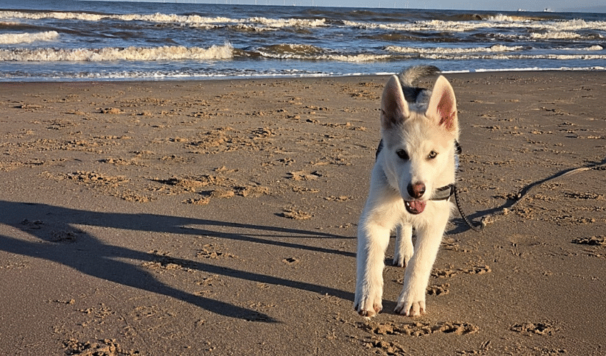 Puppy voorbereidingen van Bench tot puppyvoeding, met 10  ultieme gratis tips