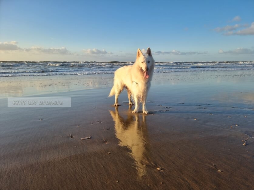 Zwitserse herder op strand