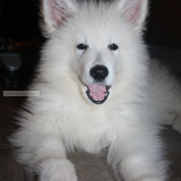 Zwitserse herder close up