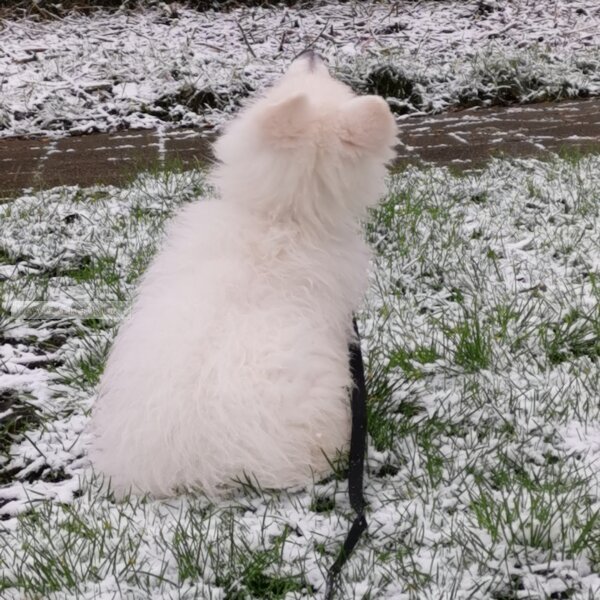 Zwitserse herder pup kijkt in de lucht