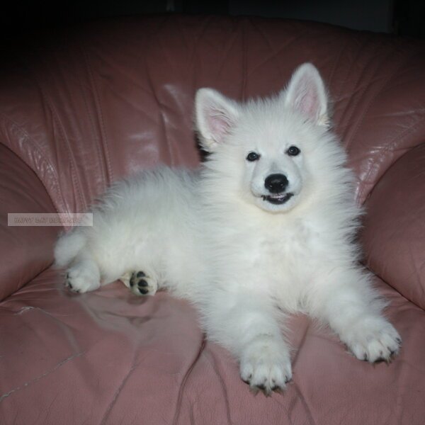 Zwitserse herder pup in chill modus