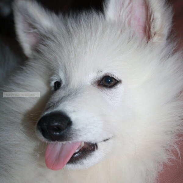 zwitserse herder pup met lach