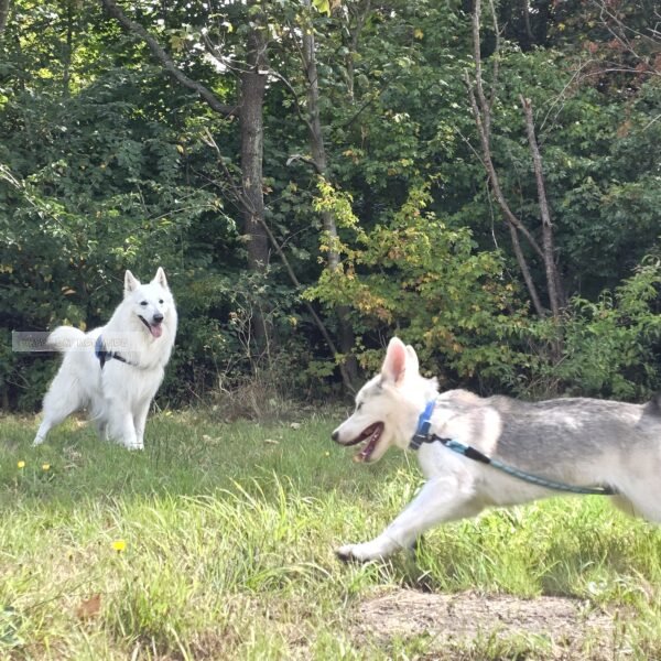 2 spelende honden in bos