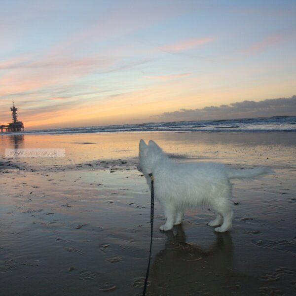 Zwitserse herder pup strand zonsondergang