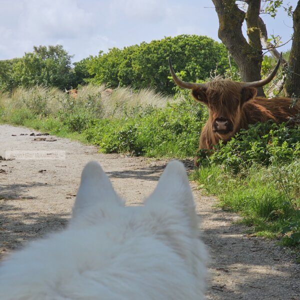 Wandeling door de duinen, maar wat is dat?