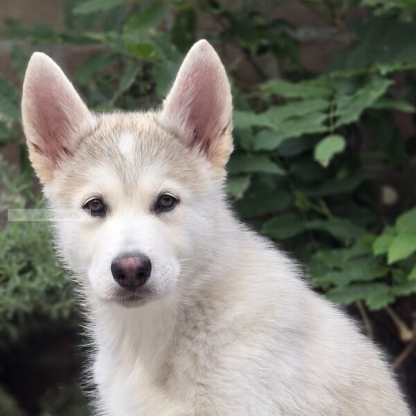 Portret Shepsky pup