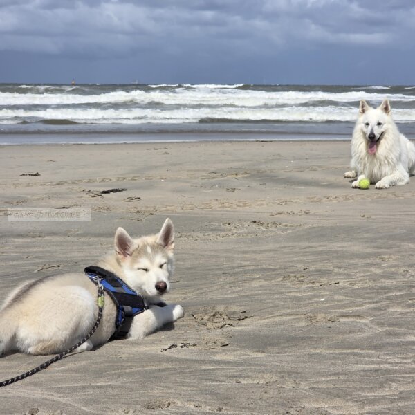 Zwitserse herder met Shepsky pup strand en zee