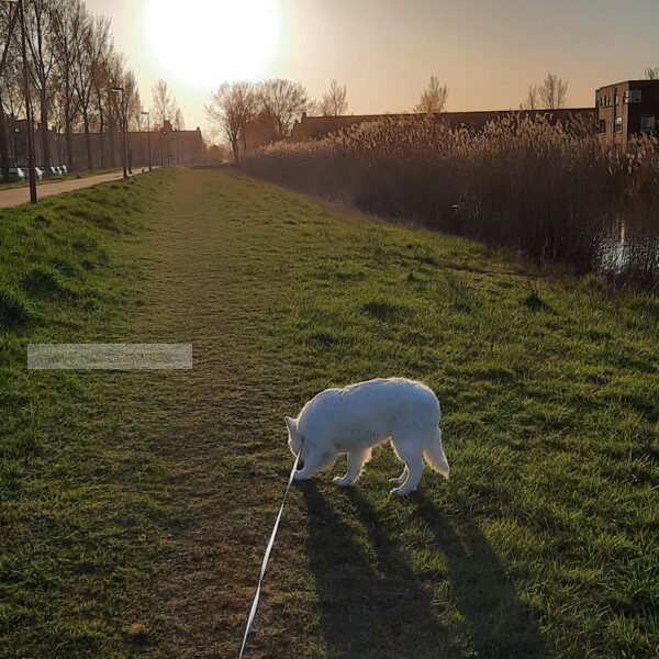 Zonsopkomst met puppy zwitserse herder