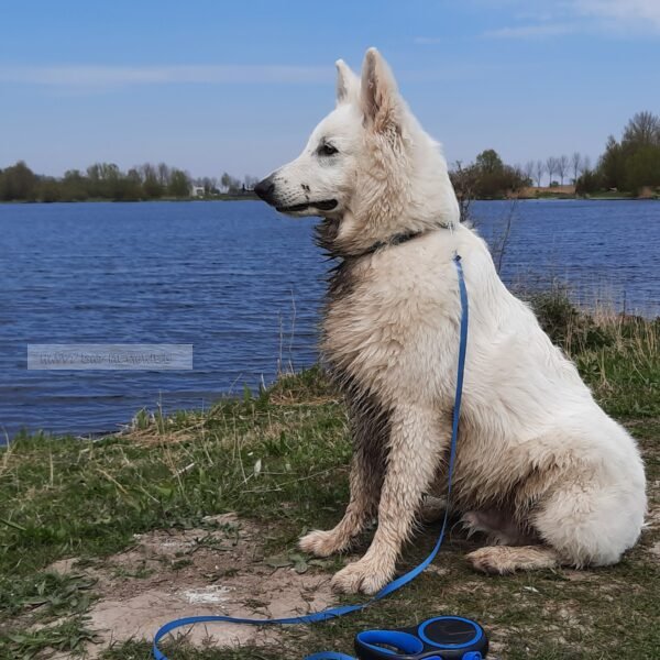 Zwitserse herder langs meer