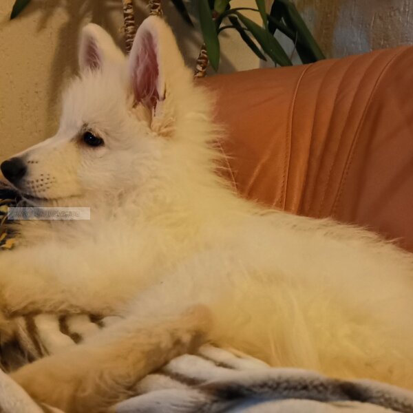 Zwitserse herder pup tv modus