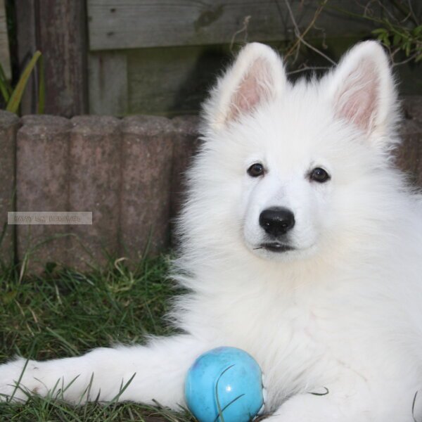 Zwitserse herder pup met bal