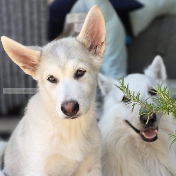 Pup op voorgrond foto