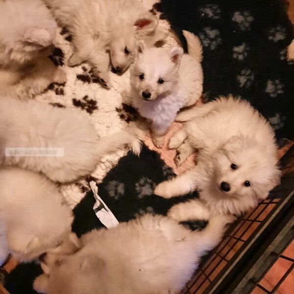 Nest Zwitserse herder puppy's
