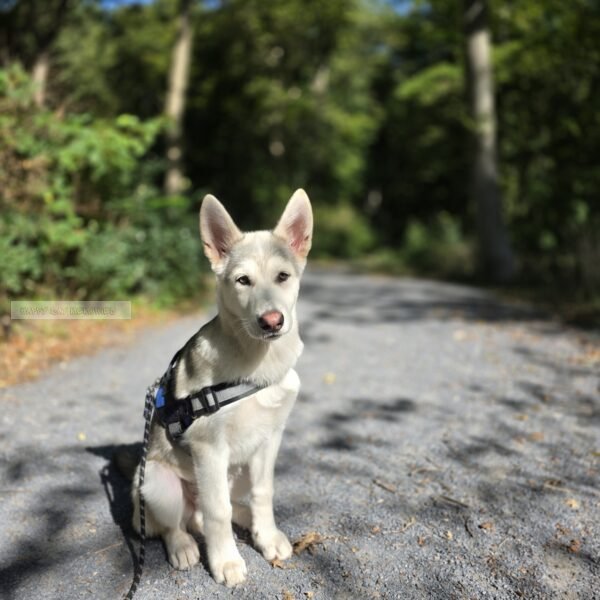 Puppy tussen de schaduw