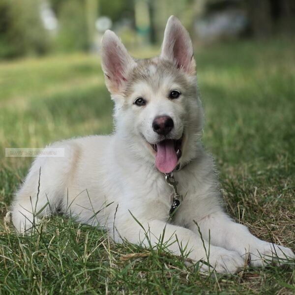 Shepsky pup