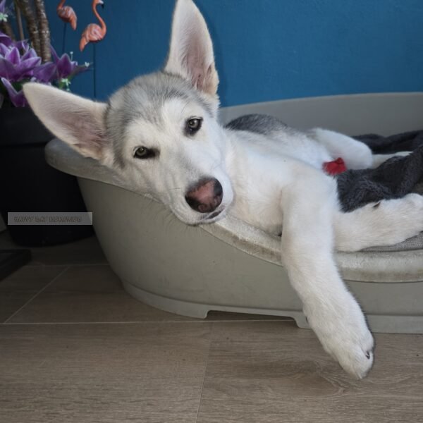 Shepsky pup in chill stand