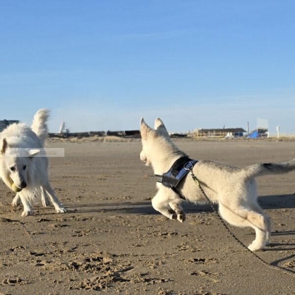 Spelende honden op strand