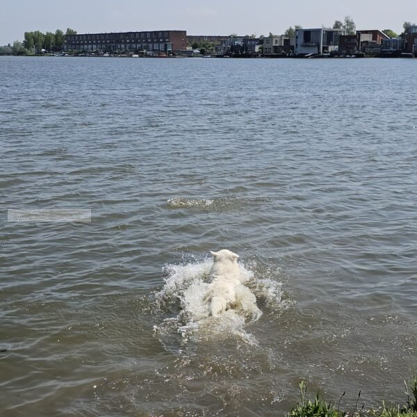 Zwitserse herder zwemmen