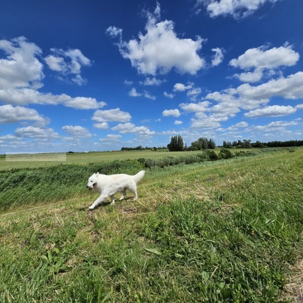 Rennende Zwitserse herder met wolken