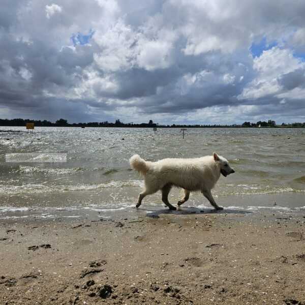 Zwitserse herder strand