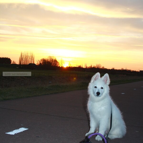 Zwitserse herder puppy