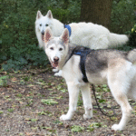 Zwitserse herder en Shepsky pup in bos