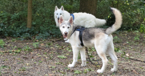 Zwitserse herder en Shepsky pup in bos