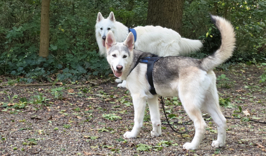 2 Honden, 1 telefoon wij gaan naar het bos vandaag