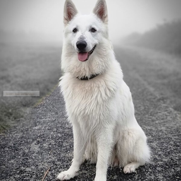 Zwitserse herder in de mist