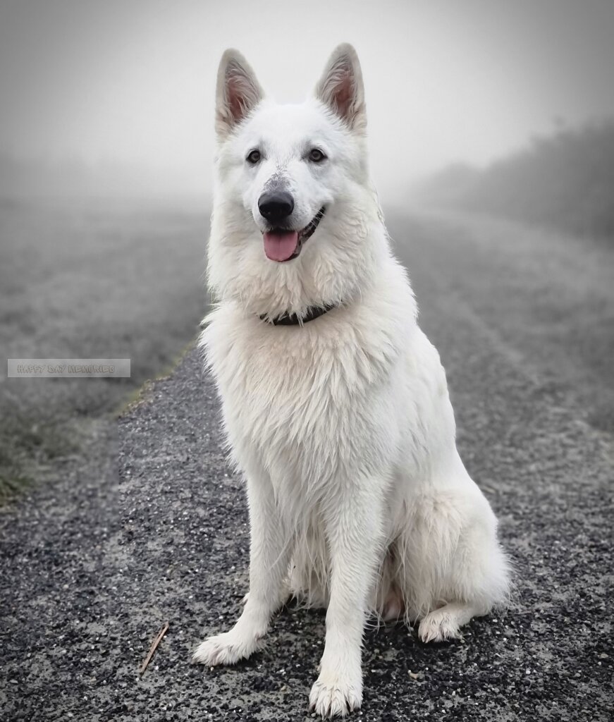 Zwitserse herder in de mist