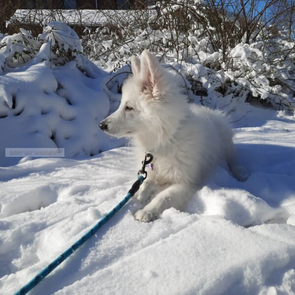 Zwitserse herder pup in sneeuw