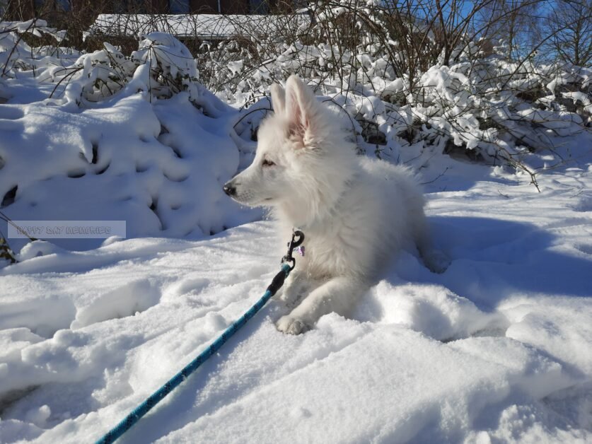 Zwitserse herder pup in sneeuw 1