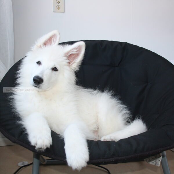 Zwitserse herder pup in stoel