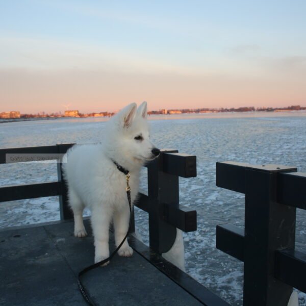 Zwitserse herder pup ijs en zonsopkomst