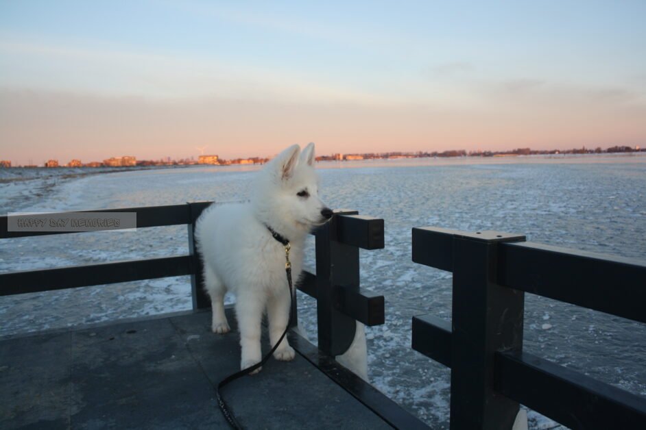 Zwitserse herder pup zonsopkomst
