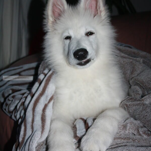 Zwitserse herder pup