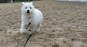 Zwitserse herder pup lopend in zand