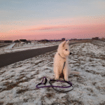 Zwitserse herder pup sneeuw zonsopkomst