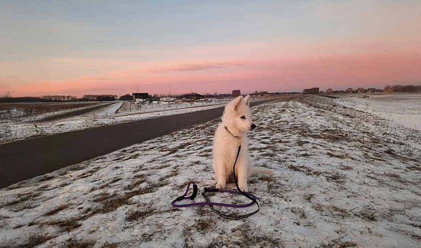 Zwitserse herder pup: Waarom ik voor de 2de keer viel voor dit krachtige en lieve ras