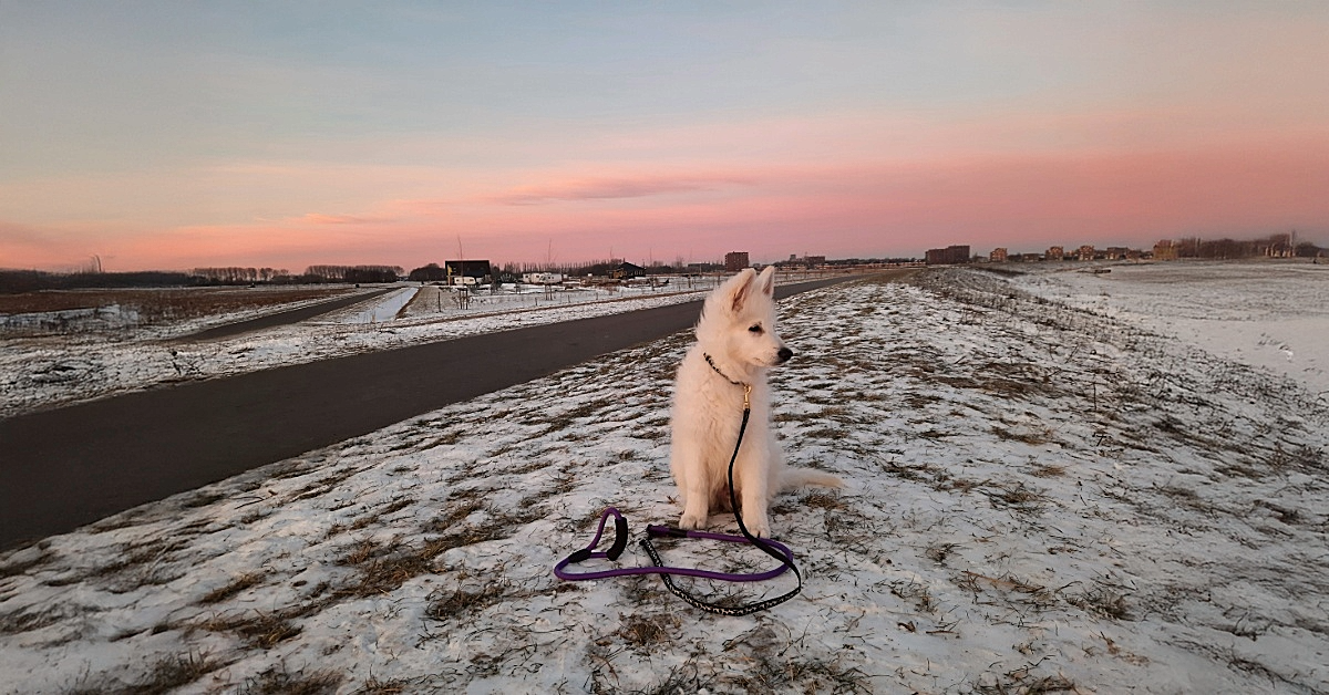 Je bekijkt nu Zwitserse herder pup: Waarom ik voor de 2de keer viel voor dit krachtige en lieve ras