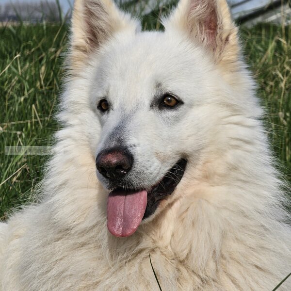 Zwitserse herder portret