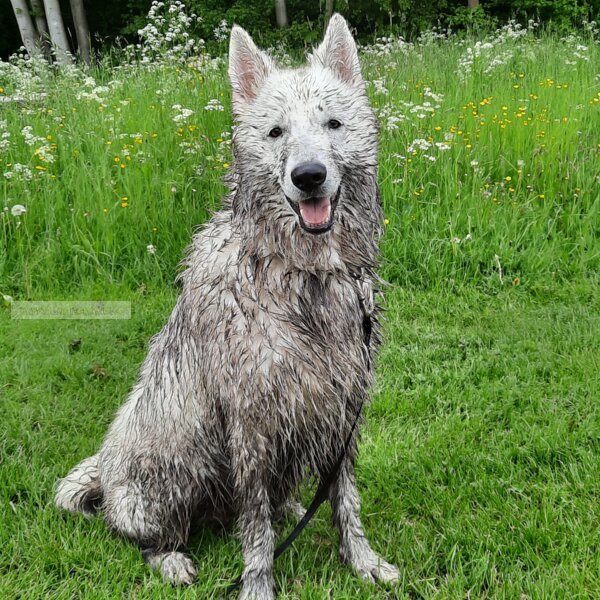 Zwitserse witte herder pup (6)